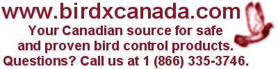 Call BirdxCanada.com at 1 (866) 335-3746